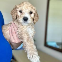 Green - Cream male Goldendoodle puppy in Summerville, South Carolina from Lizarazo Doodles