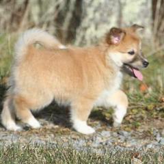 Icelandic Sheepdog Puppies from Valhalla Icelandic Sheepdogs