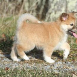 Icelandic Sheepdog Puppies from Valhalla Icelandic Sheepdogs