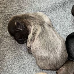 Silver - Silver male Shih Tzu puppy in Citrus Heights, California from The Lion dog Shih Tzu