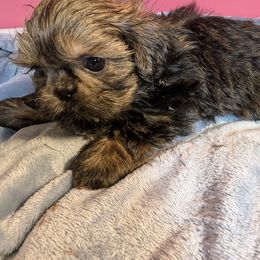 Charlie - Red male Shih Tzu puppy in Port Huron, Michigan from Shih Tzu Cottage