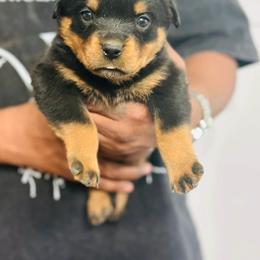 Female 2 - Black and mahogany female Rottweiler puppy in Humble, Texas from Inexorable Haus Early Rotts