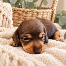 Slinky- CKC Registration - Chocolate and tan male Dachshund puppy in Stoneville, North Carolina from Yadkin Valley Dachshunds