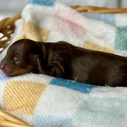 Glory - Chocolate and cream female Dachshund puppy in Three Rivers, Michigan from Michiana Dachshunds
