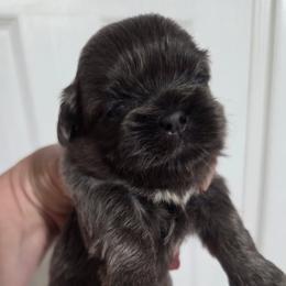 Sterling - Blue male Shih Tzu puppy in Waynesboro, Pennsylvania from Big Win Shih Tzus
