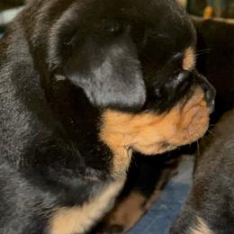 Betty boot - Black and mahogany female Rottweiler puppy in Tallahassee, Florida from Patrick's Pups