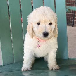 Cassie - Cream female Poodle puppy in Aurora, Colorado from Simply Amazing Doodles