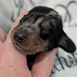Male 1 on temporary hold - Dapple male Dachshund puppy in Columbus, Ohio from Bumpkins Dachshunds