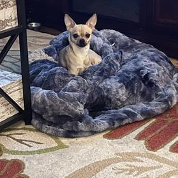 Bella - Chihuahua