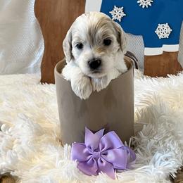 Lavender Collar Female - Parti female Goldendoodle puppy in Bradenton, Florida from Suncoast Goldendoodles