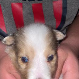 Boy 2 - male Shetland Sheepdog puppy in Elkview, West Virginia from Wild and Wonderful Shelties