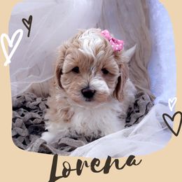 Goldendoodle, Maltipoo, and Poodle Puppies from Winchester Hills Poodles and Doodles