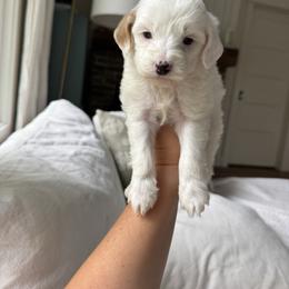 Ransomed - Blue collar boy - Parti male Goldendoodle puppy in Ruthorfordton, North Carolina from Duncan Doodles Goldendoodles