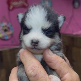 Zack - Black and white male Pomsky puppy in Spring Hill, Florida from PDQ Pomskies