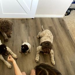 Lagotto Romagnolo Puppies from Crescendo Lagotto Romagnolos
