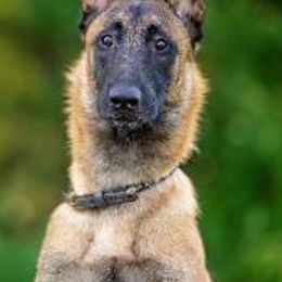 Belgian Malinois from Teddy Bear Malinois