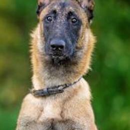 Belgian Malinois from Teddy Bear Malinois