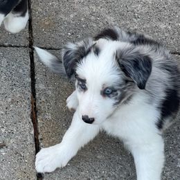 Girl 1 - Blue merle female Border Collie puppy in Grover Hill, Ohio from Heritage Border Collies