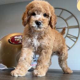 Pim - Apricot male Goldendoodle puppy in South Jordan, Utah from Wasatch Pup