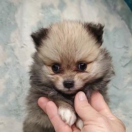 Girl 2 - Orange sable female Pomeranian puppy in Tulsa County, Oklahoma from CP Kennels