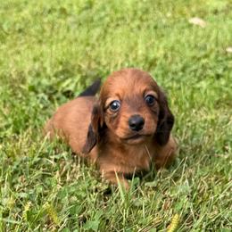 Girl 1 - Red female Dachshund puppy in Belmont, Wisconsin from ATR Dachshunds