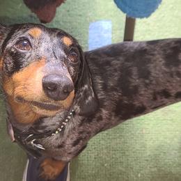 Dachshunds from Brague Dachshunds