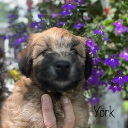 Boy 2 - Soft Coated Wheaten Terrier puppy in Newark, Ohio from Valleydayle Doodles and Wheatens