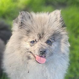 Layla - Pomeranian