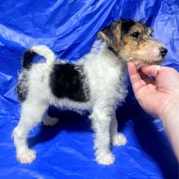 Third-Born Boy - White black and tan male Wire Fox Terrier puppy in Ennis, Texas from Syrayed Farm