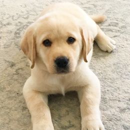 Labrador Retriever Puppies from Commander Labradors