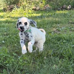 Summit - long coat - White and black male Dalmatian puppy in Sedalia, Missouri from Missouri Dalmatians
