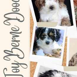 Goldendoodles from Curlytail Doodles