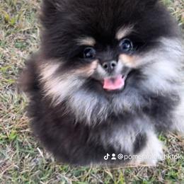Pomeranian Puppies from Silver’s Reigning Heir Poms
