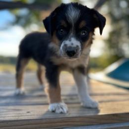 Collette - Black tri female Miniature Australian Shepherd puppy in Doddridge, Arkansas from Huddleston Farm