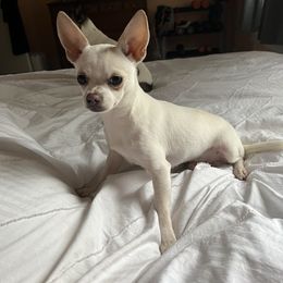 Brainy - Chihuahua