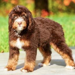 Si chocolate tricolor socialization program grad - Chocolate merle male Bernedoodle puppy in Dundee, Ohio from Down Home Doodle