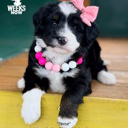 Favor - Tri-color female Bernedoodle puppy in Orange, Texas from Walk with Me Doodles