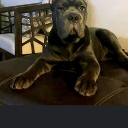 Cane Corso Puppies from Virtue Cane Corso