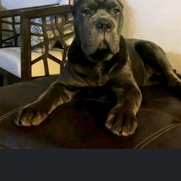 Cane Corso Puppies from Virtue Cane Corso