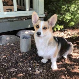 Pembroke Welsh Corgis from Patton's Pasture