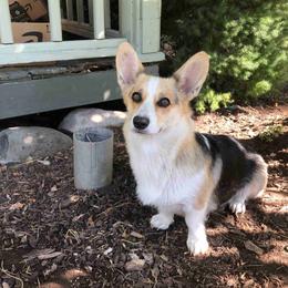 Pembroke Welsh Corgis from Patton's Pasture