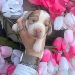 Ivy - Cream female Dachshund puppy in Mayville, Michigan from Teenie Little Hearts