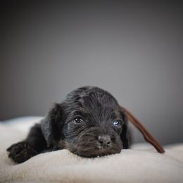 Spur - Black and tan male Cavapoo puppy in Caldwell, Idaho from Boise Doodle Co.