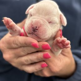 White Female - White female Boxer puppy in Florida from BNF Boxers