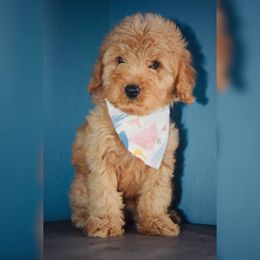Bernedoodle, Goldendoodle, and Poodle Puppies from Florida Pumpkadoodles