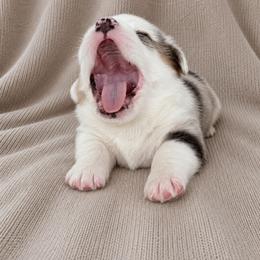 American Corgi, Cardigan Welsh Corgi, and Pembroke Welsh Corgi Puppies from Gingerbread