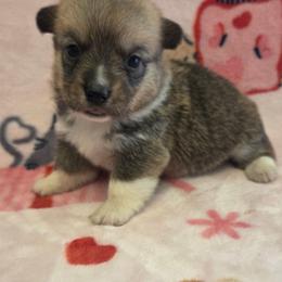 Bonnie - Sable female Pembroke Welsh Corgi puppy in Madera, California from RRR Corgis