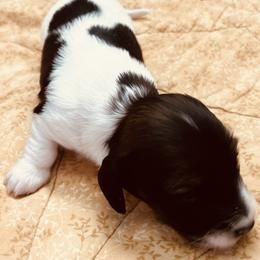 Boy 1 - Piebald male Dachshund puppy in Belton, Texas from Dominos Ch Mini Dachshunds