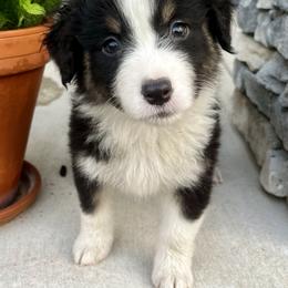Willa - Black tri-color female Australian Shepherd puppy in Loda, Illinois from Pilcher Farms