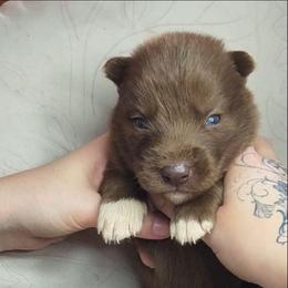 Dracarys - Red and white male Siberian Husky puppy in Richland, Mississippi from Feazell’s Siberian Huskies